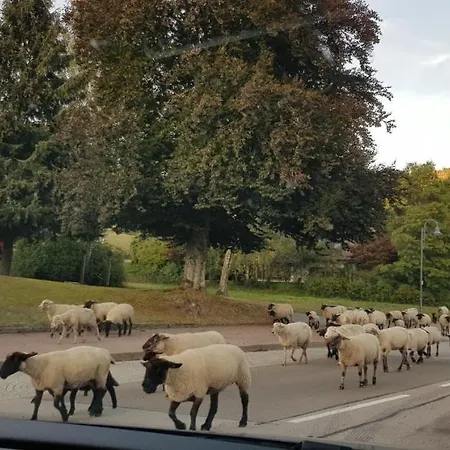 Hirschlein Im Schwarzwald *